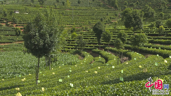 普洱思茅 有机茶产业链发展迈向“快车道”，茶叶变“金叶”