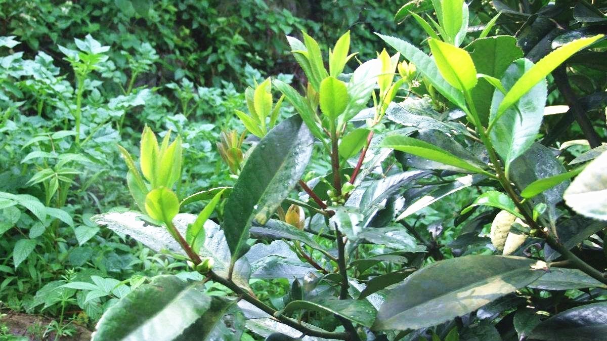 青青的山上生灵芽——走，上磁峰，采野生苦丁茶去