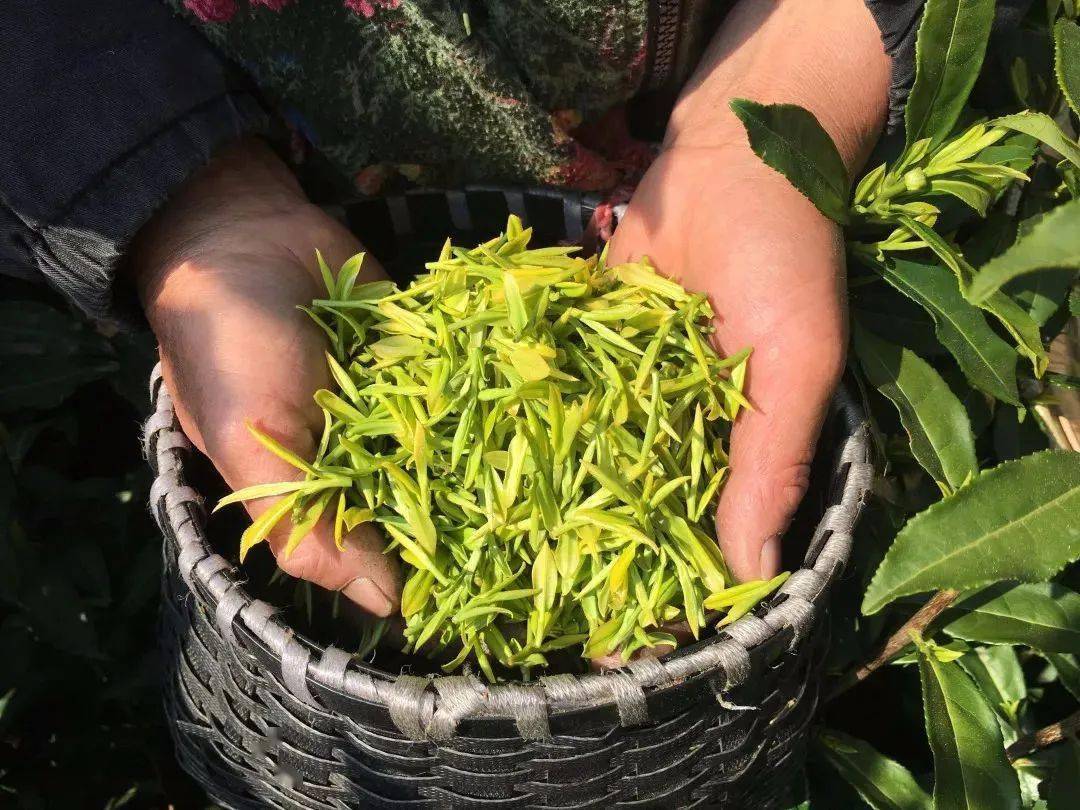 茶叶保险落地乳山，茶农告别“靠天吃饭”